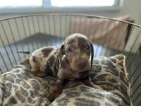 Chip, a male Miniature Dachshund for sale in Venus, FL – Photo 5 of 9