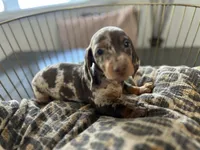 Chip, a male Miniature Dachshund for sale in Venus, FL – Photo 1 of 9