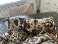 Chip, a male Miniature Dachshund for sale in Venus, FL – Photo 8 of 9