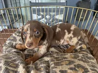 Marvin , a male Miniature Dachshund for sale in Venus, FL – 10 of 10