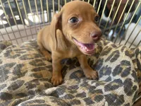 Ariel, a female Miniature Dachshund for sale in Venus, FL – 2 of 10