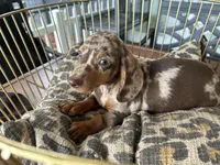 Snickers , a male Miniature Dachshund for sale in Venus, FL – 7 of 10