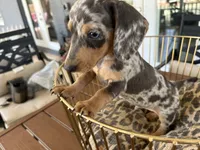 Blue, a male Miniature Dachshund for sale in Venus, FL – 2 of 10