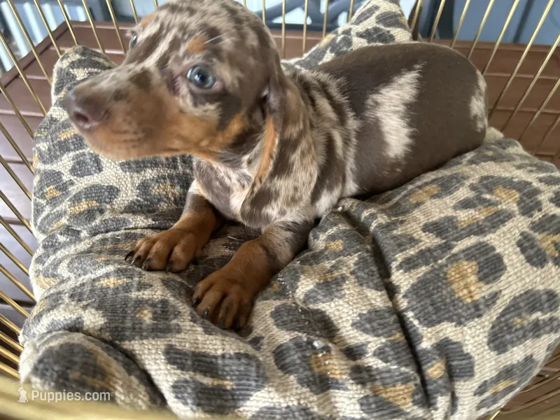Snickers  – Miniature Dachshund puppy for sale in Venus, FL
