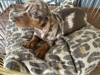 Snickers , a male Miniature Dachshund for sale in Venus, FL – 1 of 10