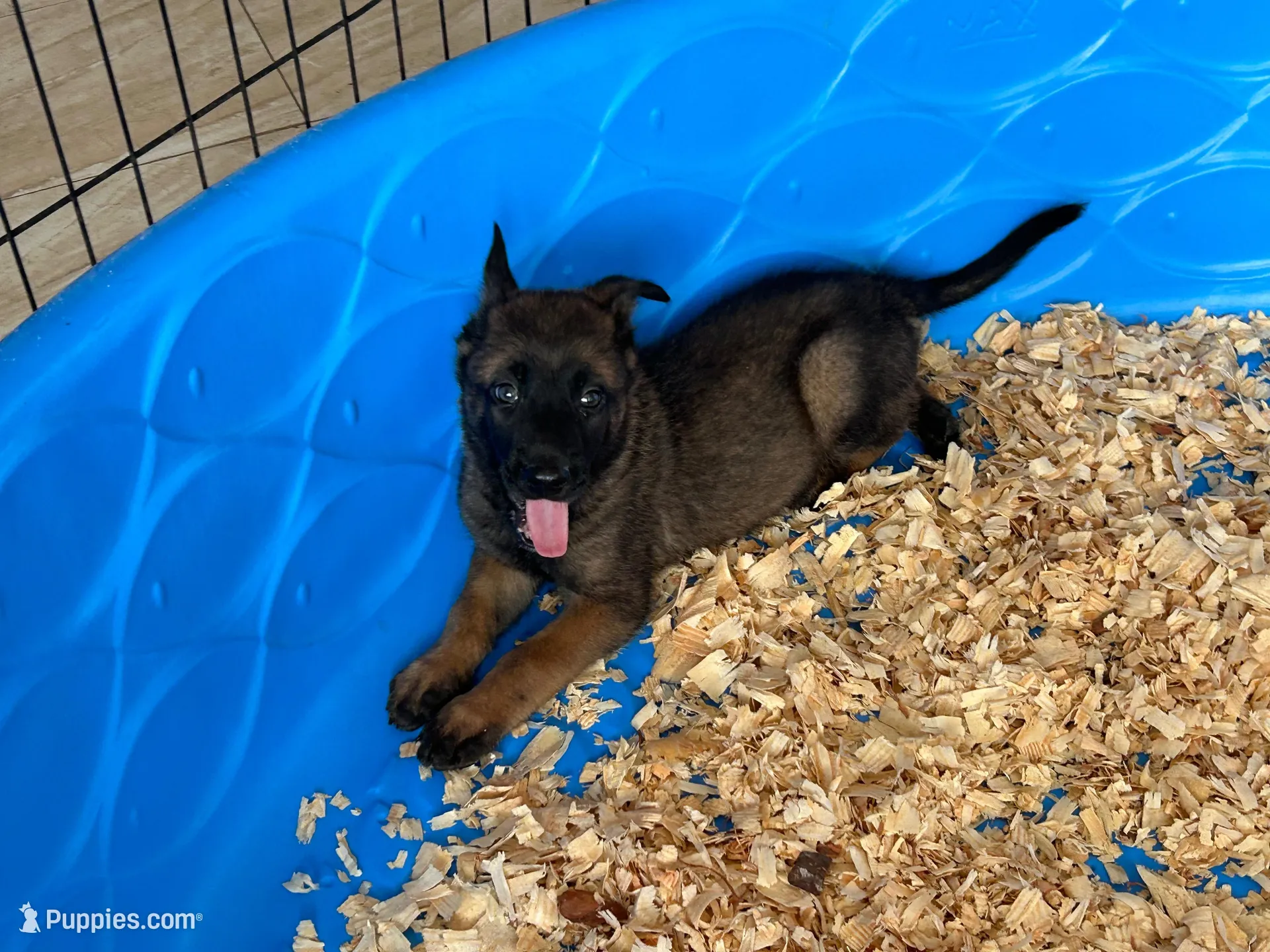 Luther, a male Belgian Malinois for sale in Venus, FL – Photo 5 of 9