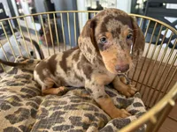 Baby, a female Miniature Dachshund for sale in Venus, FL – 4 of 9
