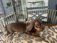 Sable, a female Miniature Dachshund for sale in Venus, FL – 7 of 8