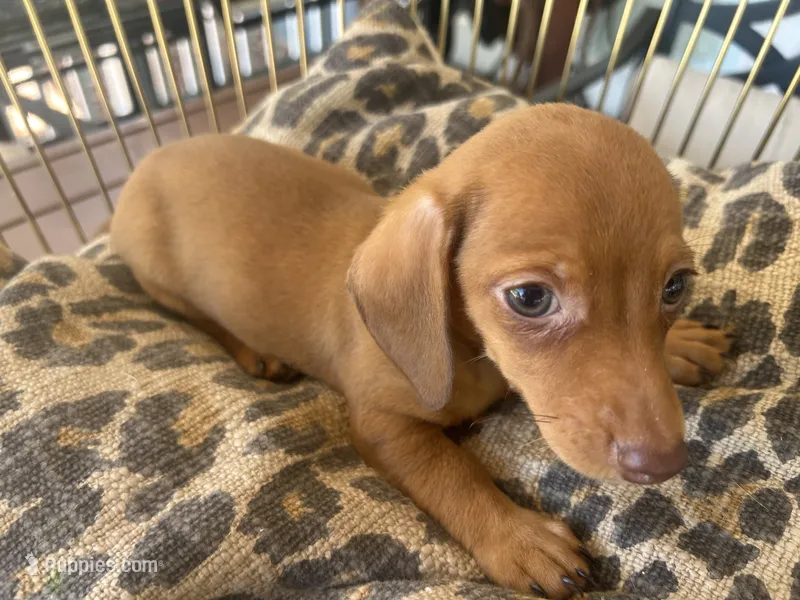 Ariel – Miniature Dachshund puppy for sale in Venus, FL