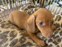 Ariel, a female Miniature Dachshund for sale in Venus, FL – 4 of 10