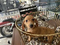 Ted, a male Miniature Dachshund for sale in Venus, FL – Photo 4 of 6