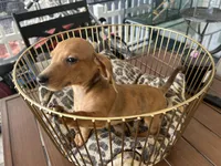 Ted, a male Miniature Dachshund for sale in Venus, FL – Photo 3 of 6