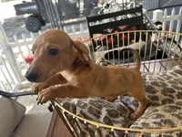 Ted, a male Miniature Dachshund for sale in Venus, FL – Photo 6 of 6