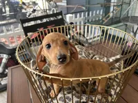 Ted, a male Miniature Dachshund for sale in Venus, FL – Photo 5 of 6