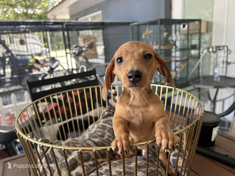 Ted – Miniature Dachshund puppy for sale in Venus, FL