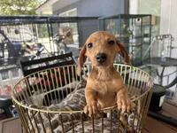 Ted, a male Miniature Dachshund for sale in Venus, FL – Photo 1 of 6