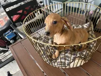 Ted, a male Miniature Dachshund for sale in Venus, FL – Photo 2 of 6