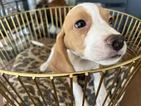 Linus, a male Beagle for sale in Venus, FL – 10 of 10