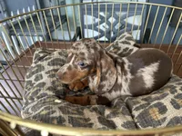 Snickers , a male Miniature Dachshund for sale in Venus, FL – 5 of 10