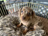 Chelsea , a female Miniature Dachshund for sale in Venus, FL – 5 of 10