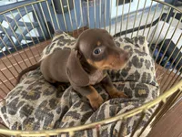 Calvin, a male Miniature Dachshund for sale in Venus, FL – 5 of 9