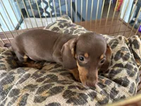 Tiny, a female Miniature Dachshund for sale in Venus, FL – 9 of 9