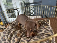 Tiny, a female Miniature Dachshund for sale in Venus, FL – 5 of 9