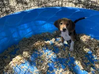 Snoopy, a male Beagle for sale in Venus, FL – 6 of 9