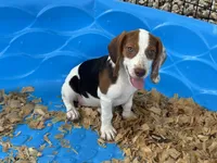 Lucy, a female Beagle for sale in Venus, FL – 2 of 10