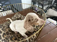 Missy, a female Miniature Dachshund for sale in Venus, FL – 4 of 9