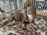 Missy, a female Miniature Dachshund for sale in Venus, FL – 1 of 8
