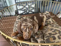 Snickers , a male Miniature Dachshund for sale in Venus, FL – 4 of 10