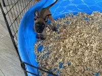 Rocky, a male Belgian Malinois for sale in Venus, FL – 2 of 7