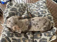 Chelsea , a female Miniature Dachshund for sale in Venus, FL – 10 of 10