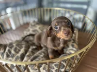 Sable, a female Miniature Dachshund for sale in Venus, FL – 6 of 8