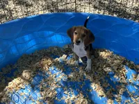 Snoopy, a male Beagle for sale in Venus, FL – 8 of 9