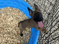 Mickey , a male Belgian Malinois for sale in Venus, FL – 2 of 10