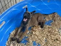 Rocky, a male Belgian Malinois for sale in Venus, FL – 5 of 7