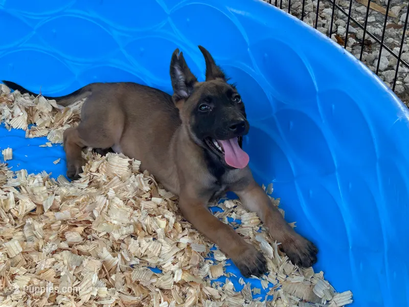 Roly – Belgian Malinois puppy for sale in Venus, FL