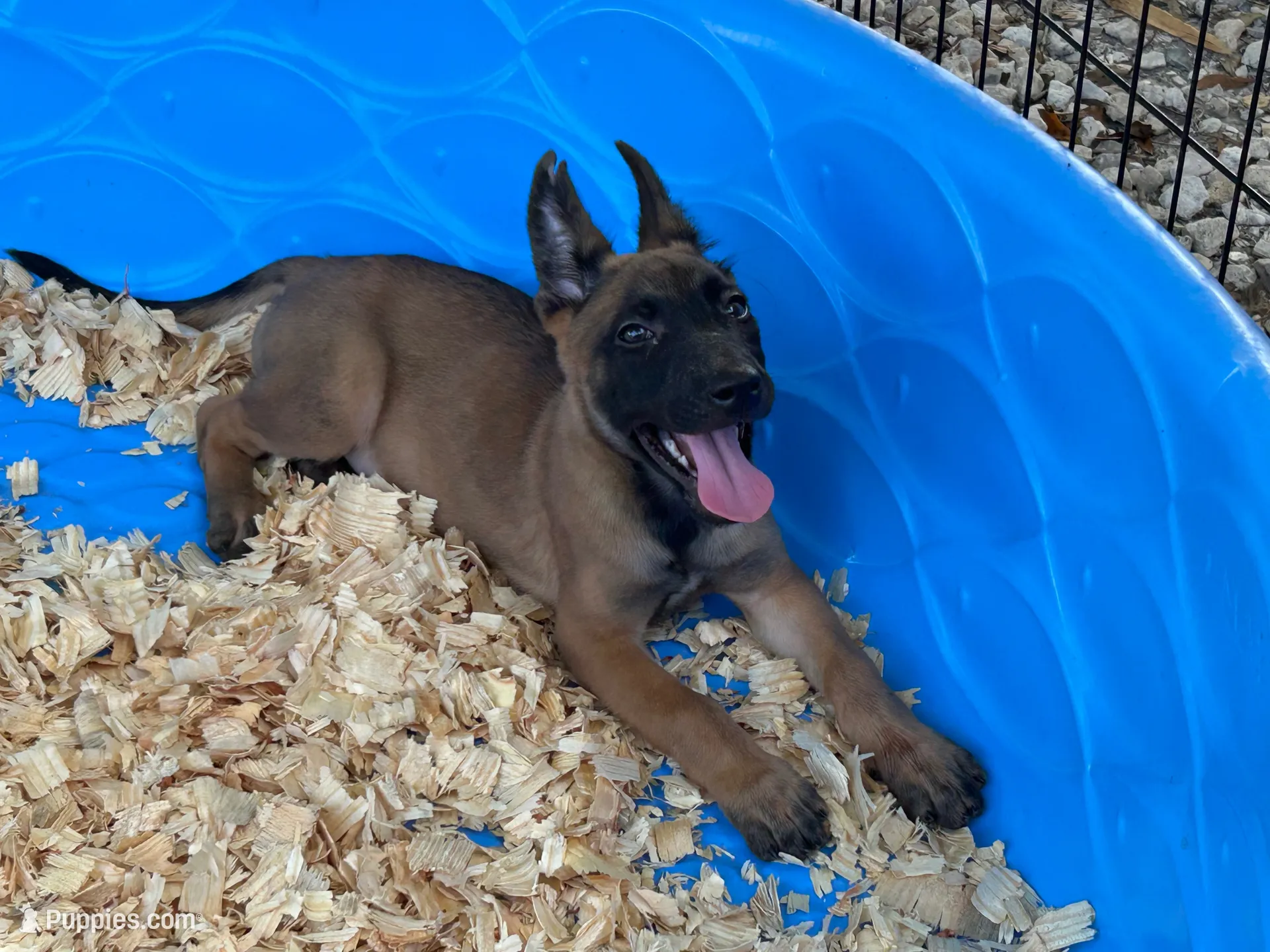 Roly, a male Belgian Malinois for sale in Venus, FL – 1 of 9