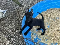 Eva, a female Belgian Malinois for sale in Venus, FL – 6 of 9