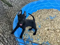 Eva, a female Belgian Malinois for sale in Venus, FL – 4 of 9