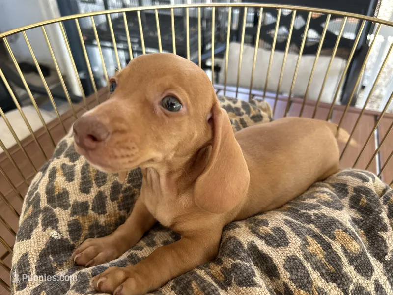 Buzz – Miniature Dachshund puppy for sale in Venus, FL