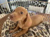 Buzz, a male Miniature Dachshund for sale in Venus, FL – 1 of 8