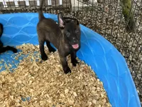 Luke, a male Belgian Malinois for sale in Venus, FL – 6 of 8