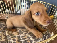 Prince, a male Miniature Dachshund for sale in Venus, FL – 3 of 10