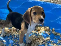 Snoopy, a male Beagle for sale in Venus, FL – 1 of 9