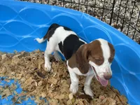 Lucy, a female Beagle for sale in Venus, FL – 4 of 10