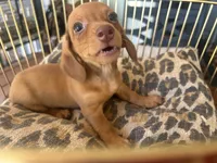 Ariel, a female Miniature Dachshund for sale in Venus, FL – 3 of 10