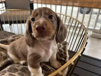 Henry, a male Miniature Dachshund for sale in Venus, FL – Photo 2 of 8